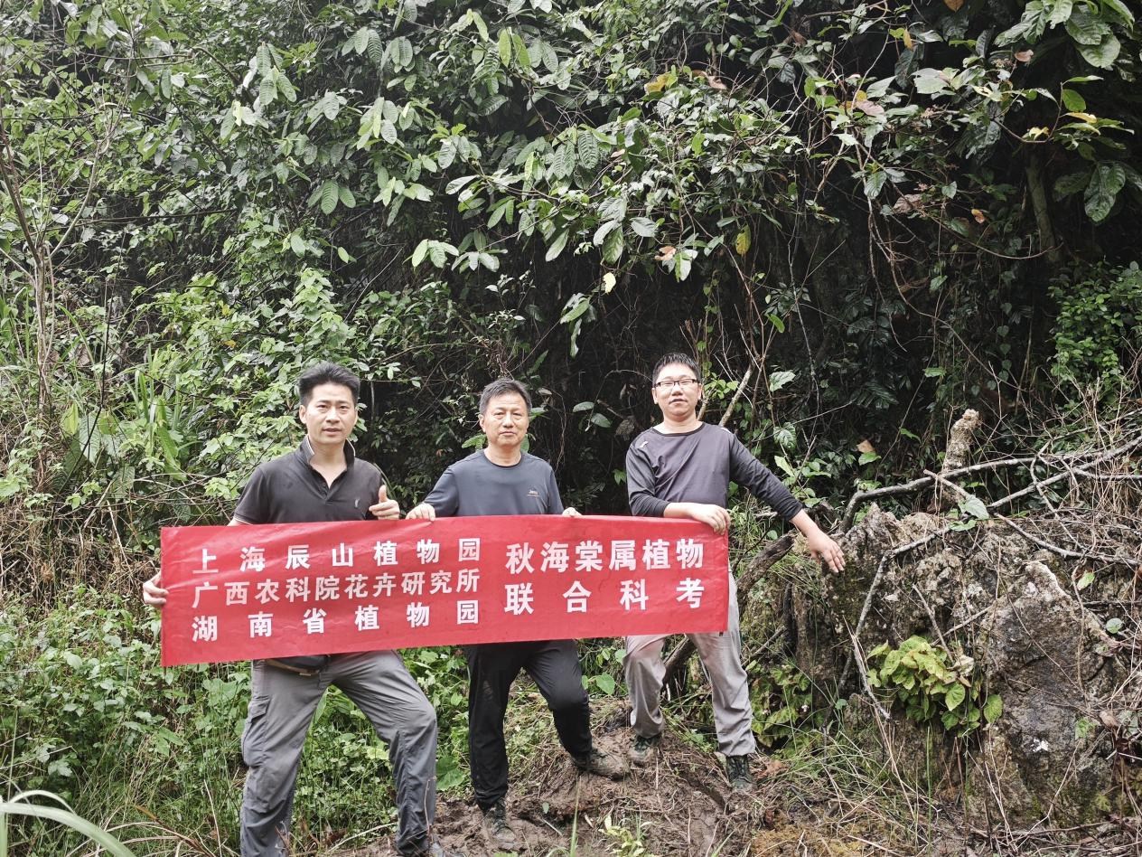 我园联合上海辰山植物园等开展秋海棠属植物野外科学考察