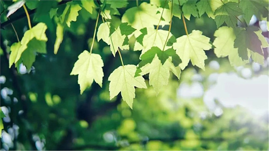 探寻植物多样性之美|初夏，我们身边那些绚丽多彩的草本花卉
