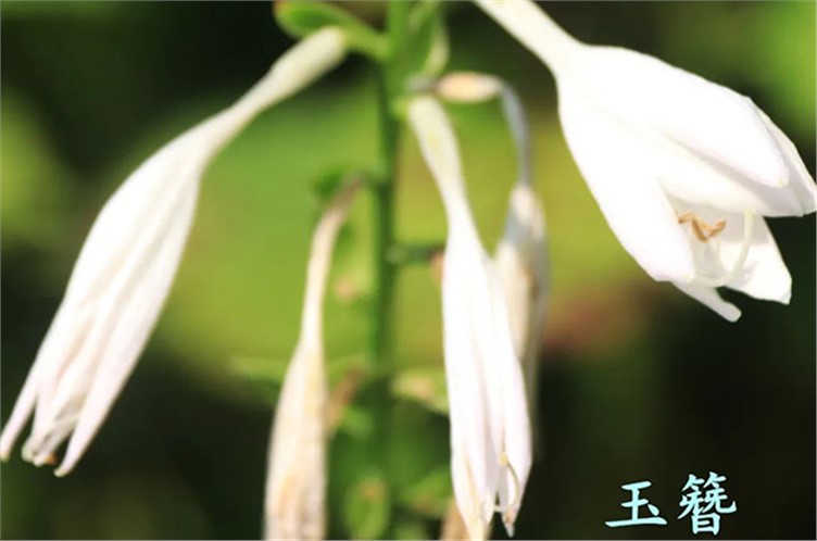 探寻植物多样性之美|雅致之花“玉簪”