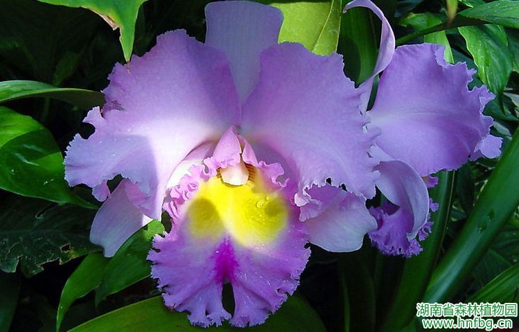 世界名花赏析——世界各国国花(十一)+-+创建4A级旅游景区-+湖南省森林