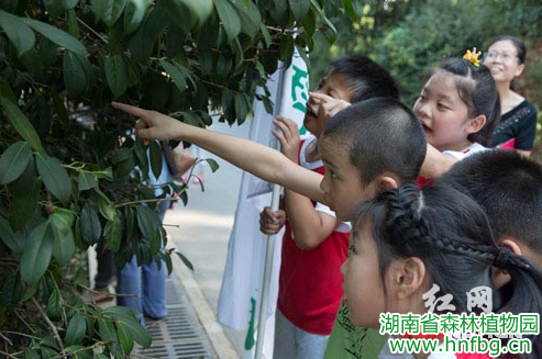 湖南省森林植物园带领小学生家庭观察“盛夏的果实”